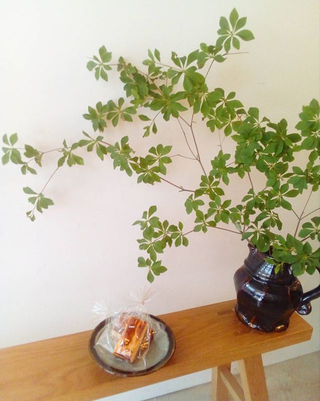 チーズケーキありますTINTO COFFEE 月ー金  9:00ー18:30土・祝 10:00ー18:30#coffee#coffeetime#coffeestand#tintocoffee#cake#cookie#お菓子#ケーキ#クッキー#マフィン#コーヒー#コーヒースタンド#渋谷#青山
